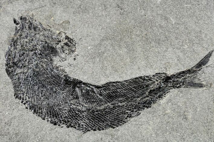 Permian Fossil Fish (Paramblypterus) - Germany #113178